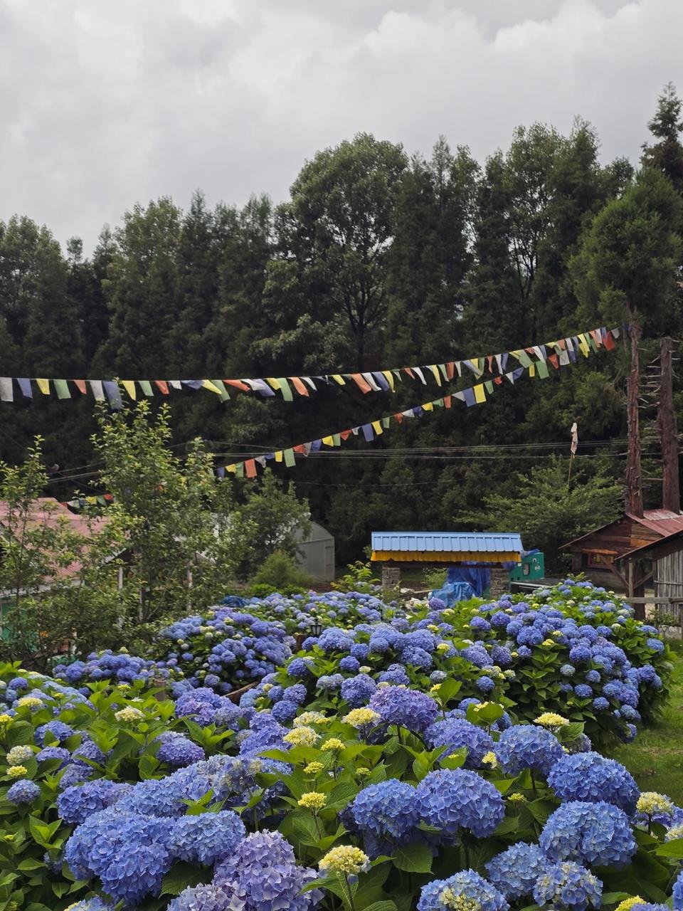Hydrangea garden with prayer flags, Arunachal