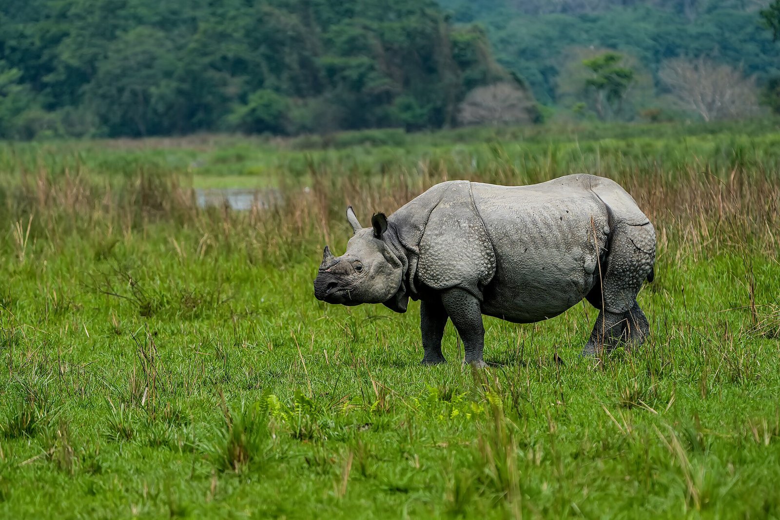 One-horned rhinoceros in the grasslands of Kaziranga National Park, Assam