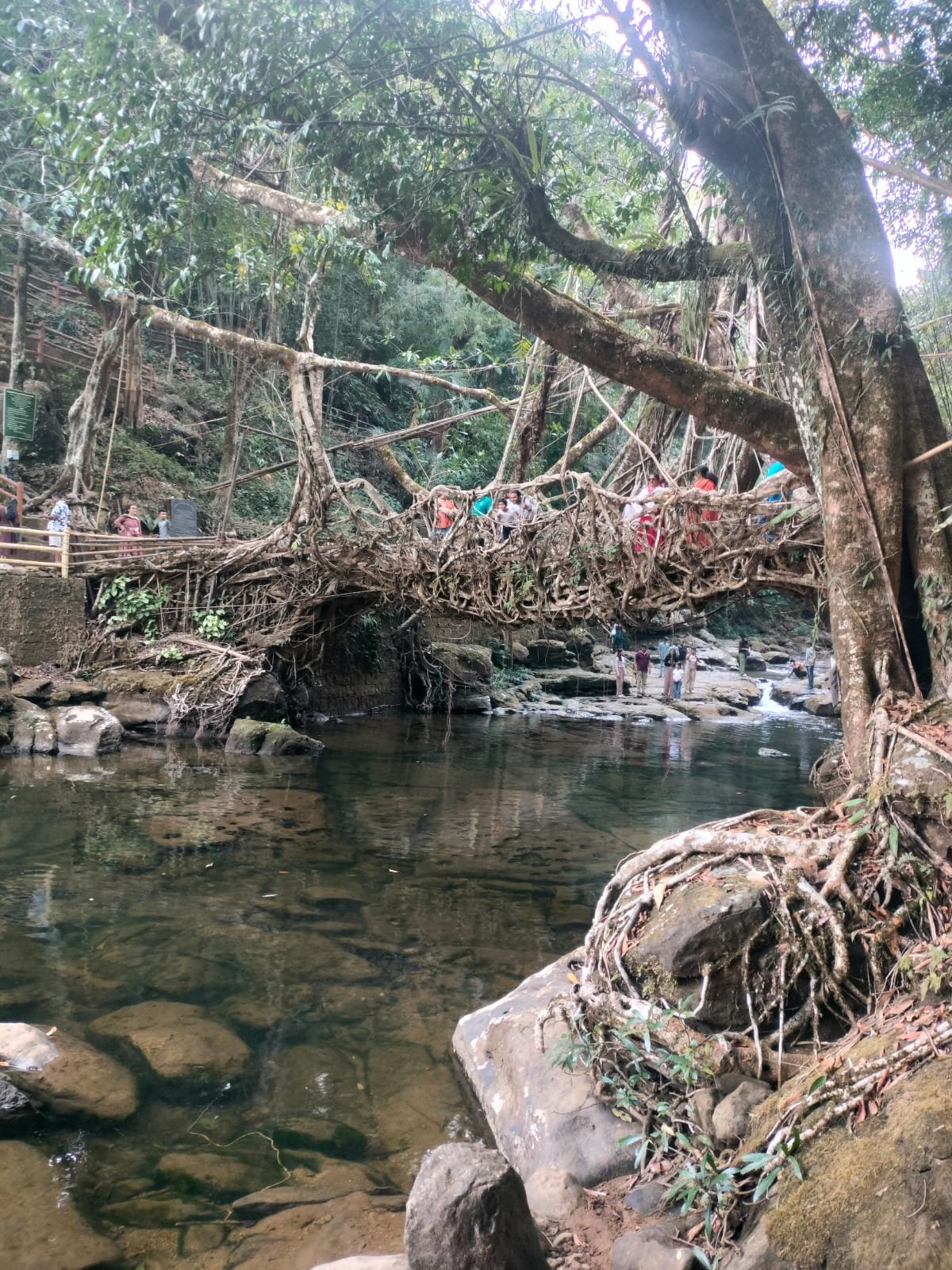 Living root bridge on a Meghalaya tour