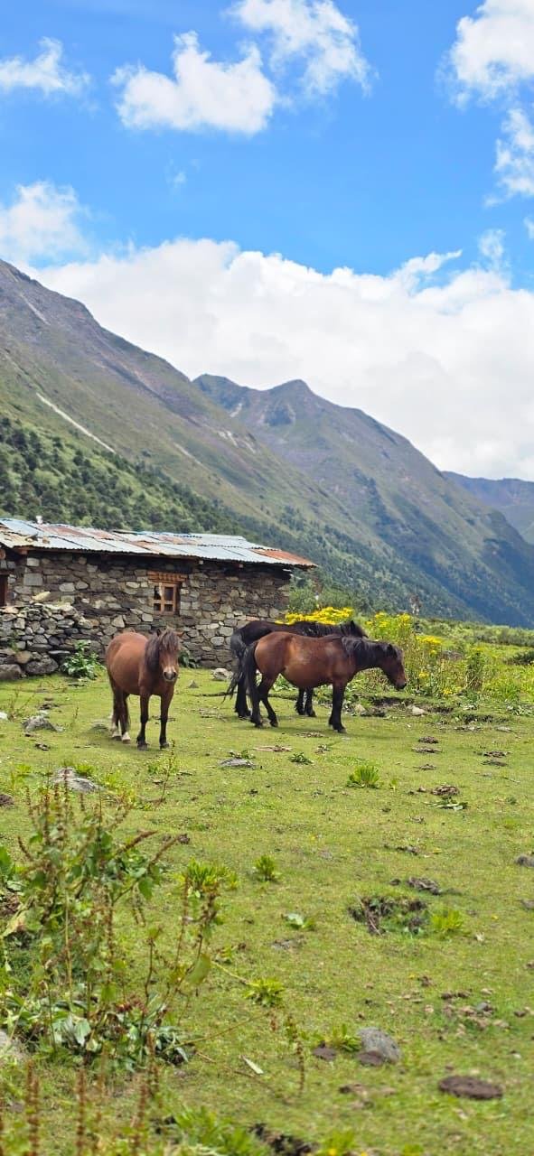 Horses grazing in a Himalayan valley