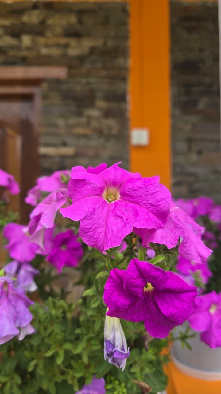 Flower-decorated local homestay in Arunachal Pradesh