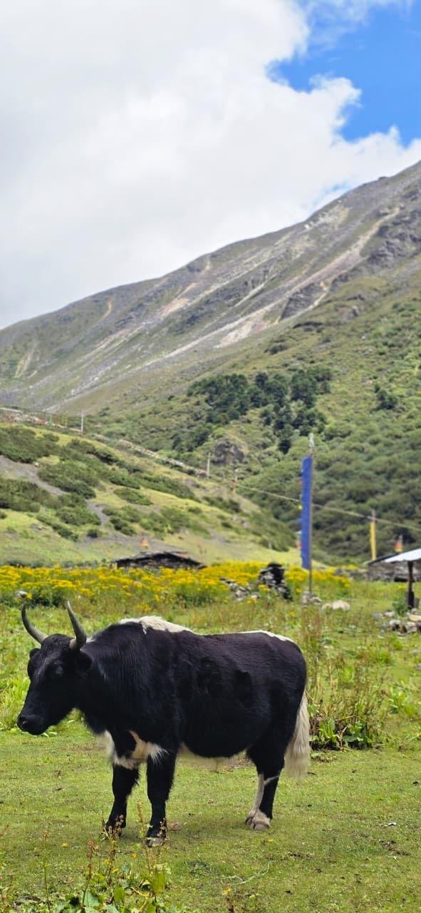 Yak grazing on a high alpine meadow with prayer flags in Arunachal Pradesh