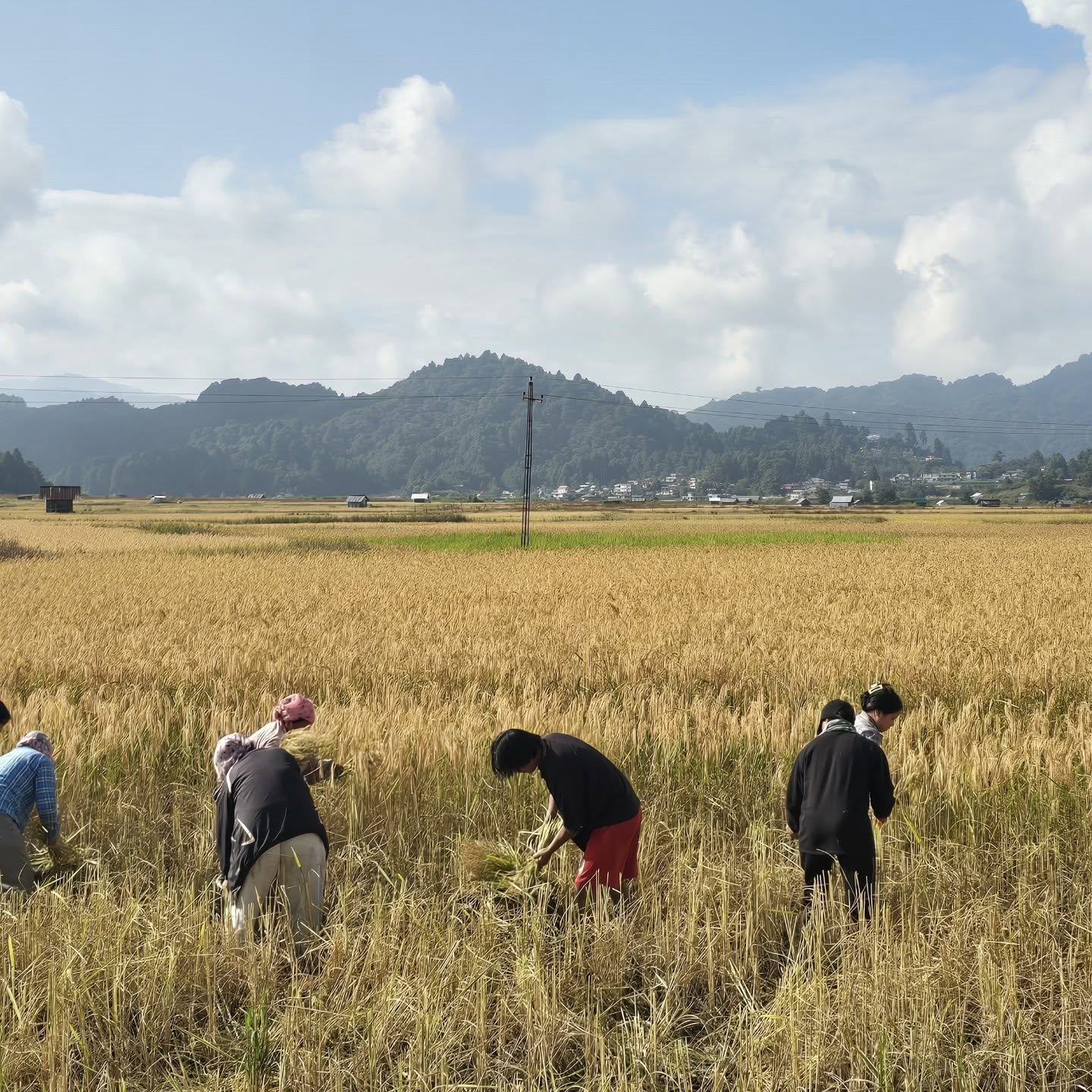 Paddy harvest in Ziro Valley, home of the Apatani